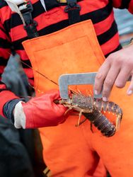 Fisherman measuring a lobster on a boat