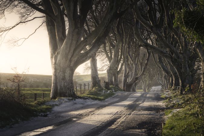 Tunnel of giant beech leafless trees in Ireland
