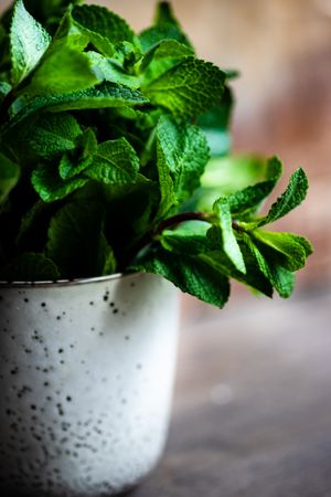 Organic mint leaves growing in ceramic pot