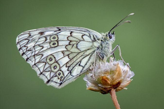 Light butterfly on flower