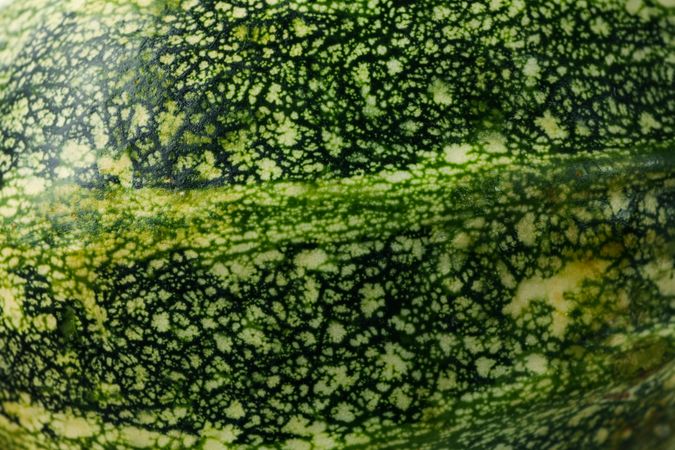 Fresh green zucchini on whole background, close up