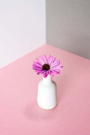 Violet daisy flowers in a multicolor background
