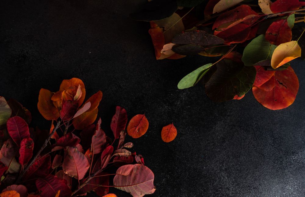 Top view of colorful autumn leaves on dark surface