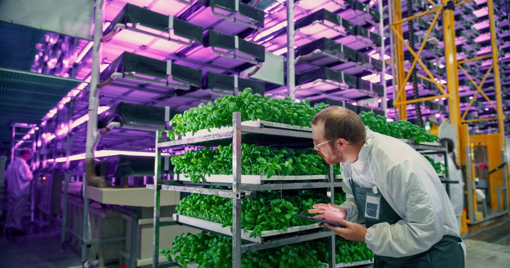 Male Biologist Analyzing Fresh Basil Produce at a Modern Vertical Farm Facility With Neon Lights. Agricultural Engineer Working on a Tablet Computer, Improving Scientific Systems and Technologies.