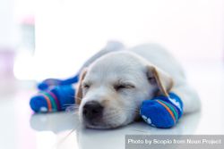 Labrador retriever puppy wearing blue socks laying on floor 4AXqR5