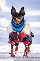 Miniature Pinscher wearing winter outfit on snow covered ground 0yrGL5