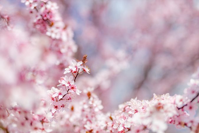 Landscape shot of a cherry blossom tree covered in flowers