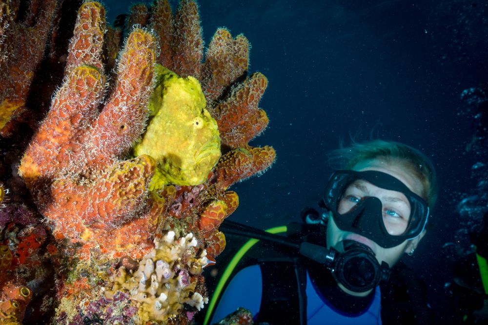 Diver exploring wild sponges on tropical coral reef