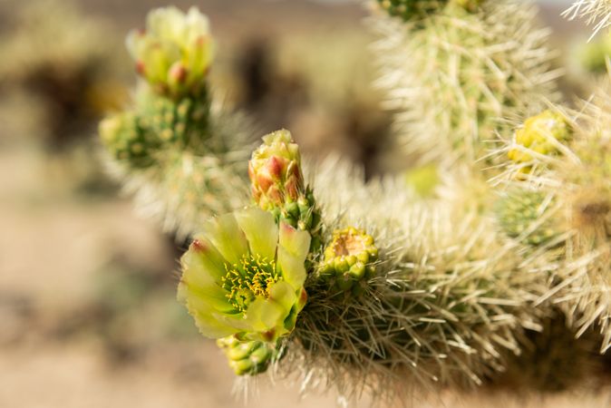 Close up shot of flowering Cholla cactus