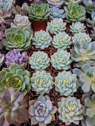 Succulents in pots