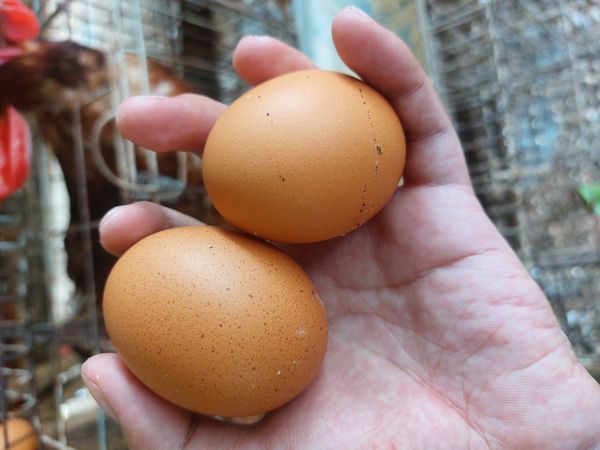 The eggs
