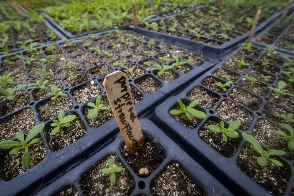 Copake, New York - May 19, 2022: Close up of wooden stick labelling small plants in greenhouse