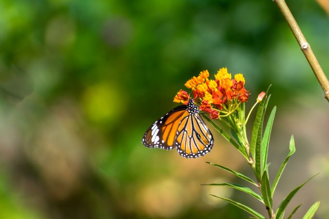 A beautiful orange Striped Tiger Butterfly perched on a bunch of flowers at a park in Mumbai, India