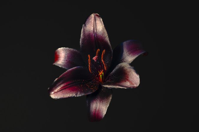 Center of dark lily flower