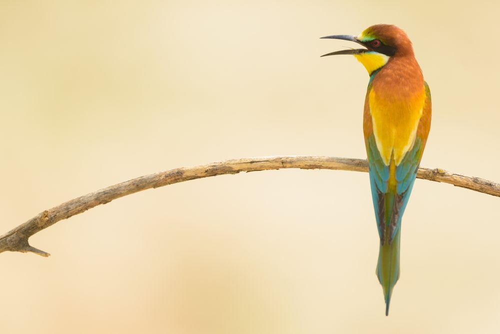 Bird standing on tree branch
