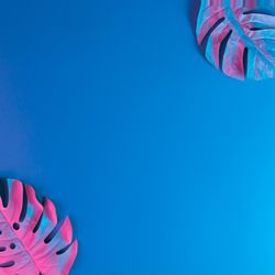 Tropical pink leaves  in corner of blue background