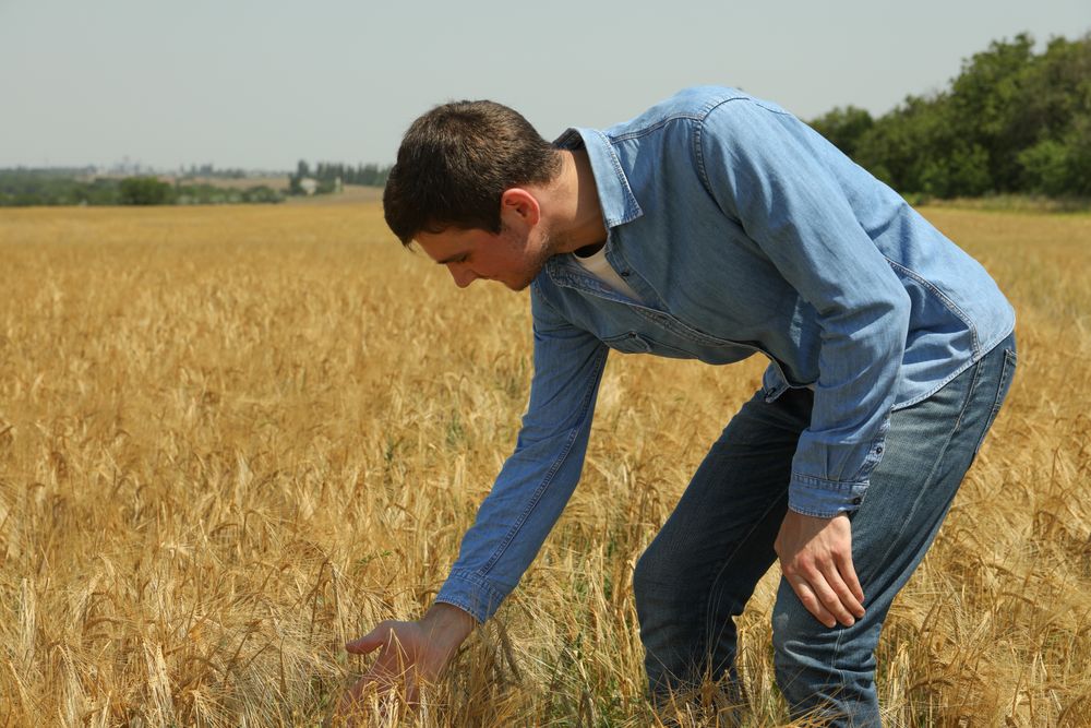 Young man in barley field. Agriculture business. Farming
