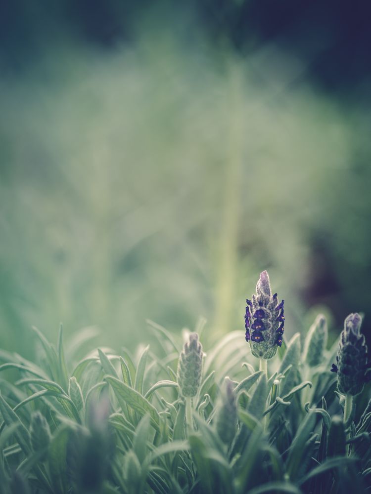 Pretty flower growing in garden