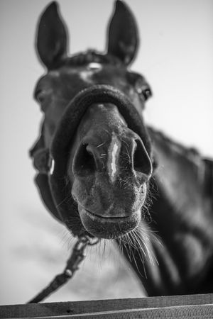 Grayscale photo of horse head