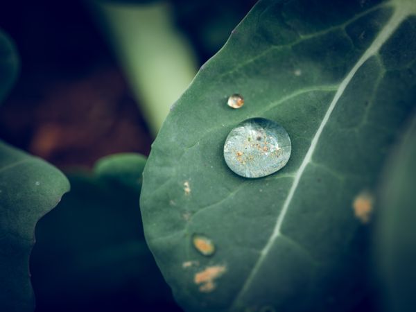 Morning dew on green leaf of plant in nature
