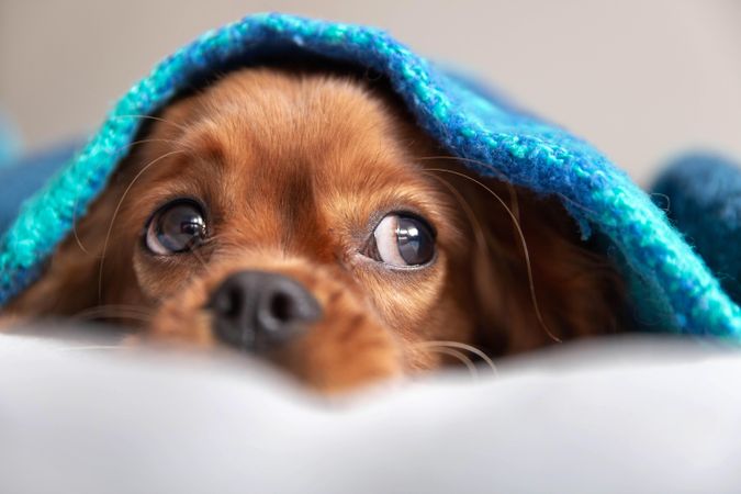 Cavalier spaniel nestled under blue blanket