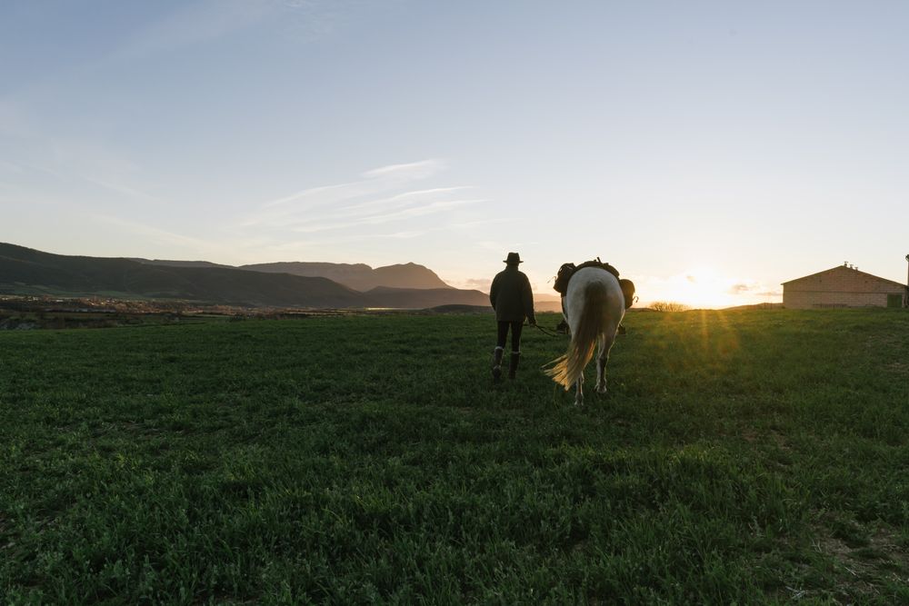 Old man on horse in field