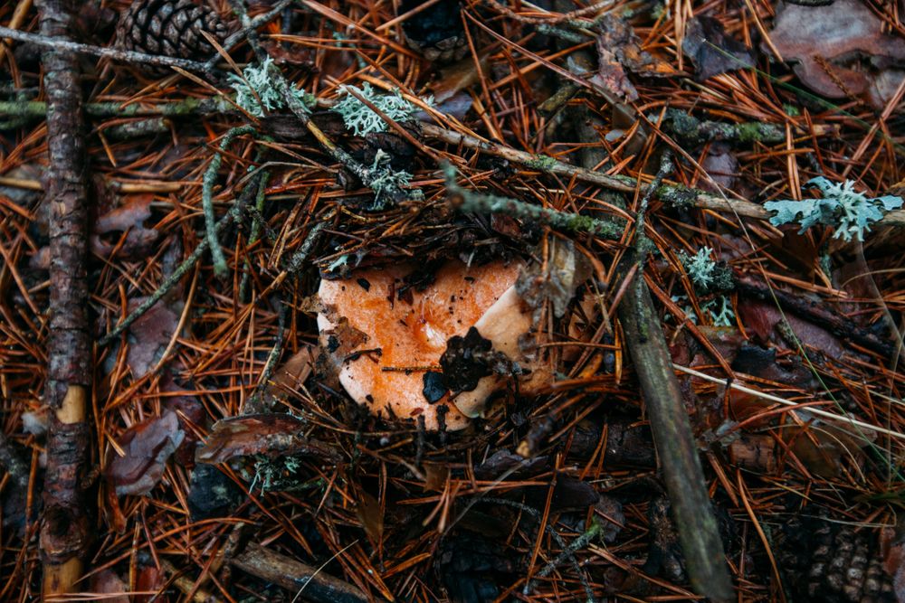 Fresh saffron mil cap (lactarius deliciosus) in pinewood