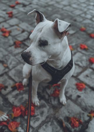 Domestic dog sitting in street