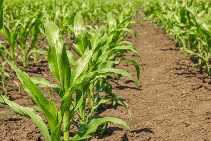 Green corn field as background, space for text. Agriculture