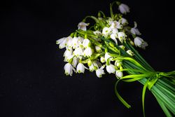 Spring theme card concept with snowdrop flowers on dark table with copy space