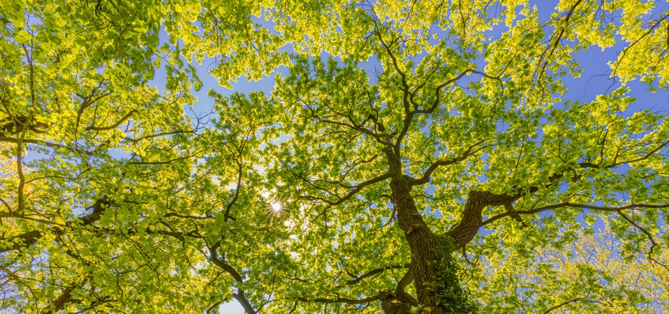 Banner of forest canopy on sunny day, looking up