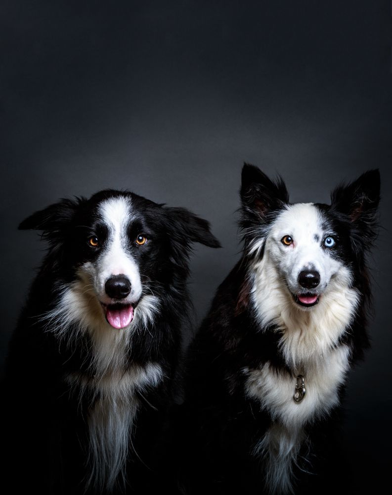 Purebred dogs sitting near each other
