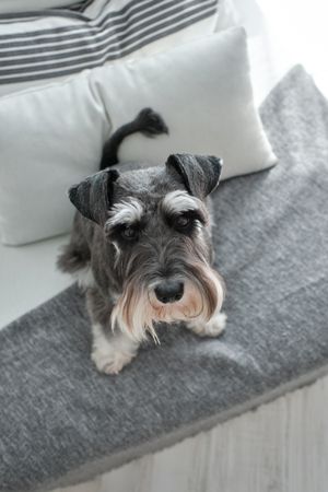 Cute purebred looking up with attention