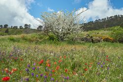 Blooming tree and flowers