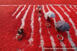 Top view of villagers harvesting red chili pepper in Bangladesh 4OJqE5