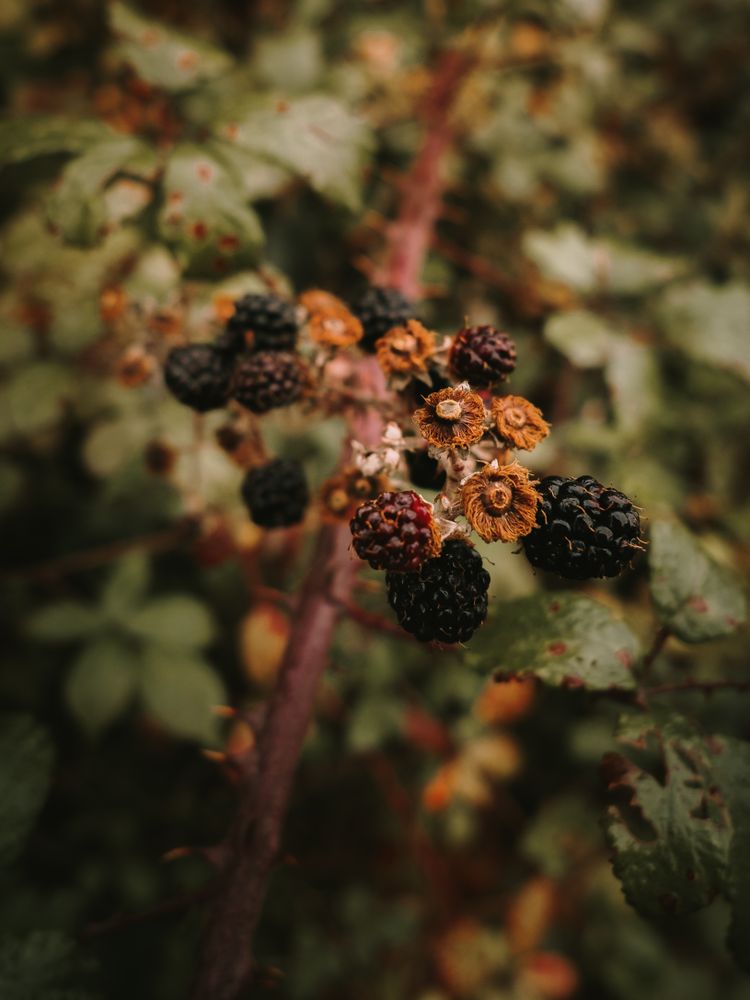 Wild edible ripe and unripe berries on bush branch against green leaves
