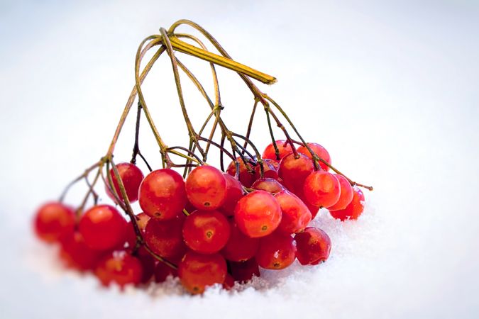Red berries in the snow