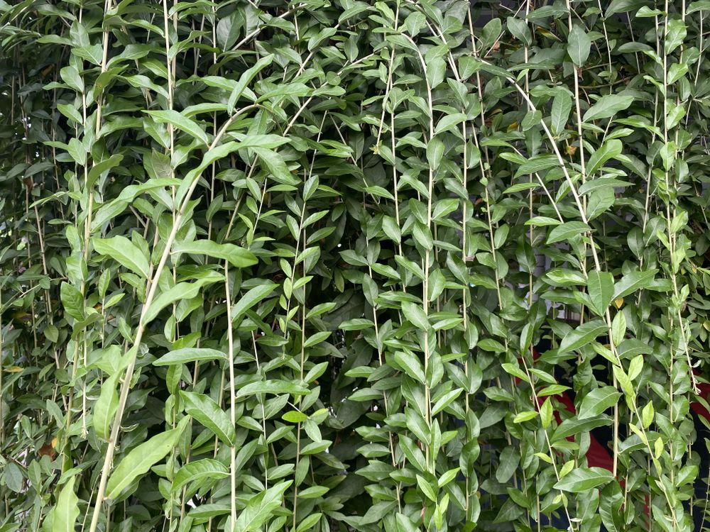 Vines