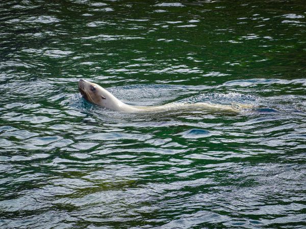 Swimming Steller Sea Lion (Eumetopias jubatus)