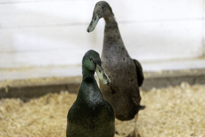 Ducks at the Itasca County Fair in Grand Rapids, MN