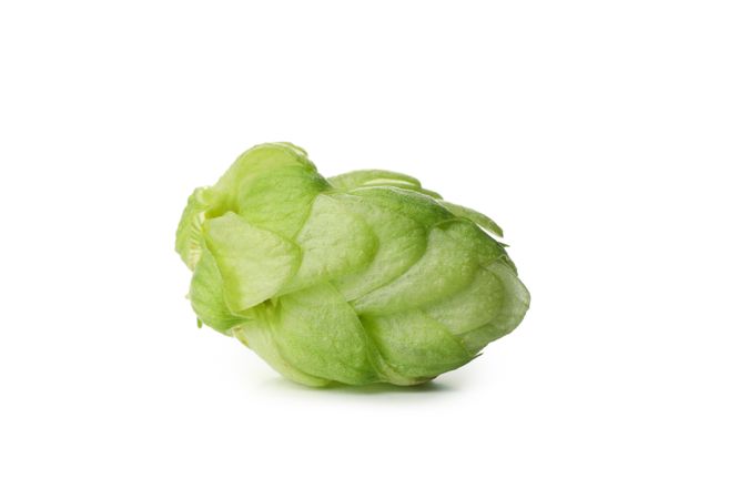 Fresh green hop isolated on light background