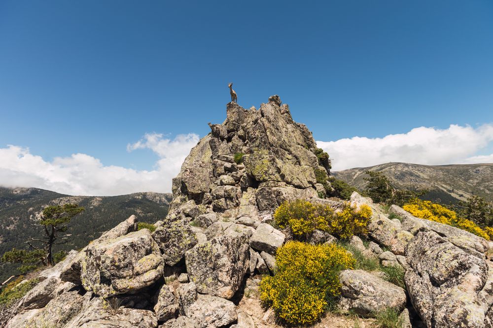 Young goats on high stone on background of blue sky