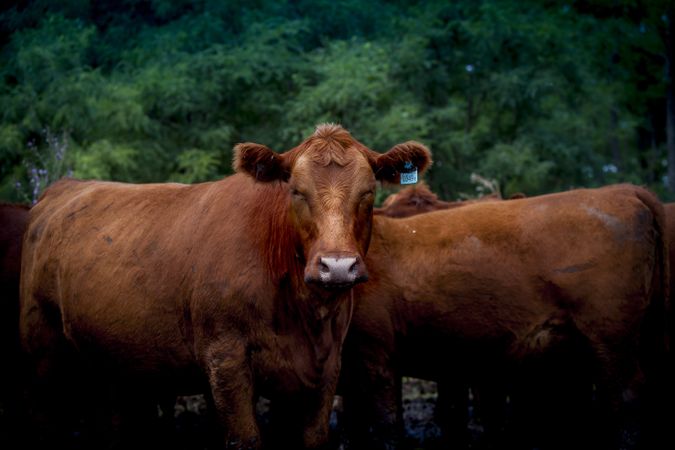 Herd of cows on countryside farm