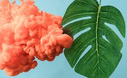 Tropical monstera leaf with pastel coral color cloud