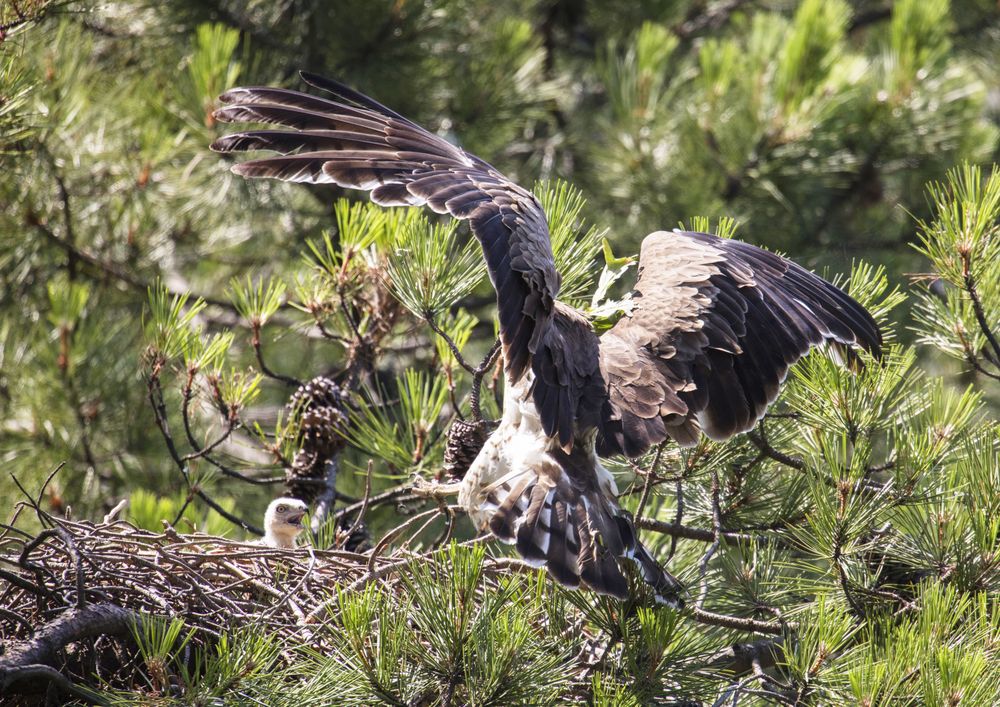 eagle near newborn bird in nest