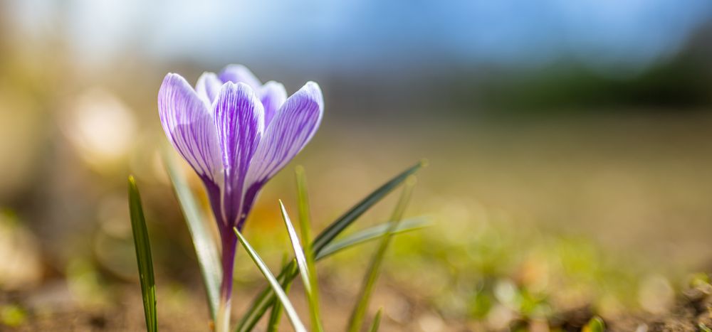 Close up of small crocus