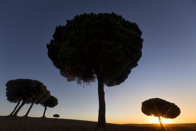 Silhouette of trees in sunset valley
