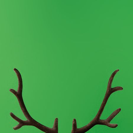 Brown reindeer antlers against green background