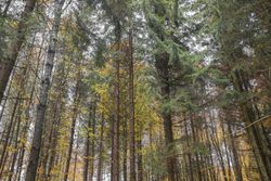 Beautiful forest in autumn