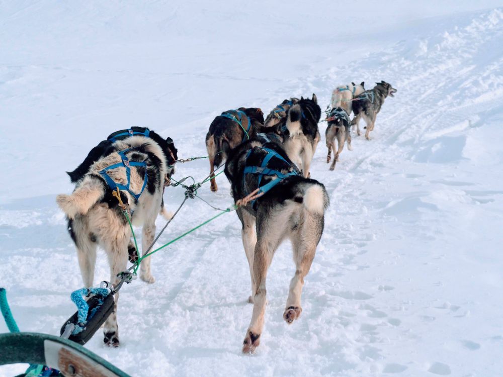 Arctic Adventure: Sled Dogs Racing Through Snowy Forest in Bozeman, Montana